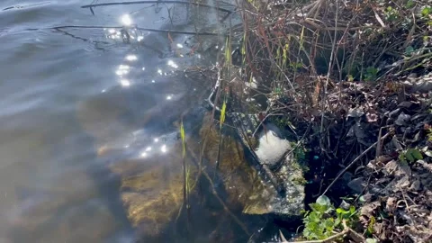Spring view of the Danube River near Passau, Germany Stock Footage 306018932
