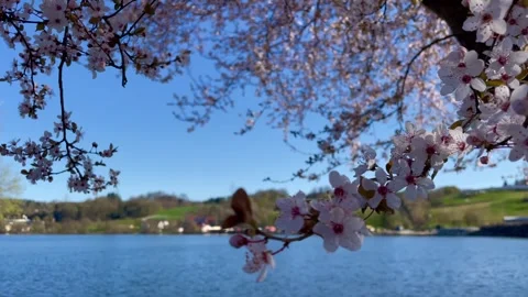 Spring view of the Danube River near Passau, Germany Stock Footage 306018954