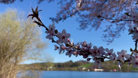 Spring view of the Danube River near Passau, Germany Stock Footage 306018955