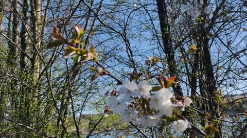 Spring view of the Danube River near Passau, Germany Stock Footage 306019077