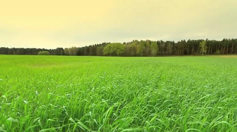 Spring view of green, fresh meadow. 스톡 동영상 62811078