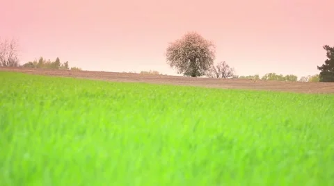 Spring view of green, fresh meadow. Video stock 62812206