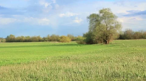 Spring view of green, fresh meadow. Stock-Footage 62813185
