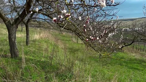 Spring View Of An Old Blooming Tree On The Countryside In Europe Stock Footage 270346156