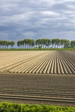 Spring view of potato field just after planting, Netherlands 스톡 사진