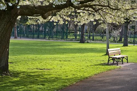 Spring view of single bench beside delicate white blooming cherry tree, Dublin Stock Photos