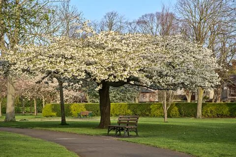 Spring view of single bench beside path and delicate white bloominh cherry tree Stock Photos