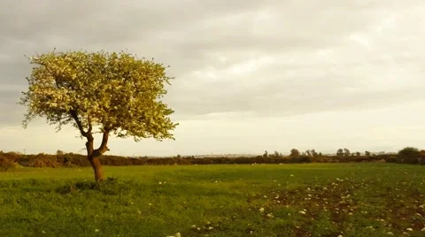 Spring view of single blossoming apple tree Stock Footage 49131566