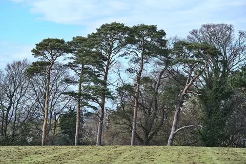 Spring view of tall pine and other old trees in ivy (Hedera helix), cut grass Stock Photos
