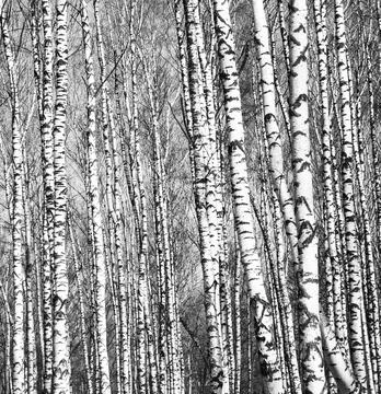 Spring view of trunks of birch trees black and white Stock Photos