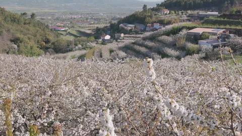 Spring village landscape with blooming cherry trees and country road Stock Footage 332009704