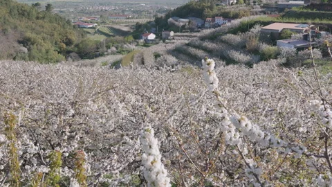 Spring village landscape with blooming cherry trees and country road Stock Footage 332009840