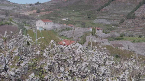 Spring village landscape with blooming cherry trees and country road Vidéo 332010357