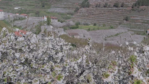 Spring village landscape with blooming cherry trees and country road Stock Footage 332010377