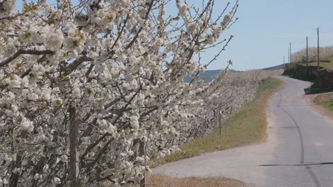 Spring village landscape with blooming cherry trees and country road Stock Footage 332010864