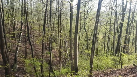 Spring. Vilnius. Stock Footage 166721833