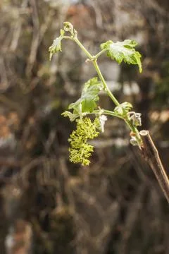 Spring vine buds sprouting Stock Photos
