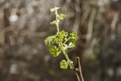 Spring vine buds sprouting Stock Photos