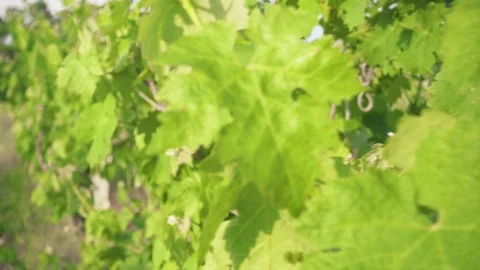 Spring vine leaves on an old vineyard Stock Footage 90132662