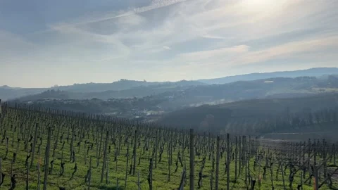 Spring Vines in Piedmont Stock Footage 236299709