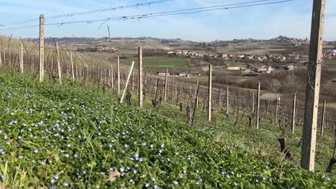 Spring Vines in Piedmont Stock Footage 236299712