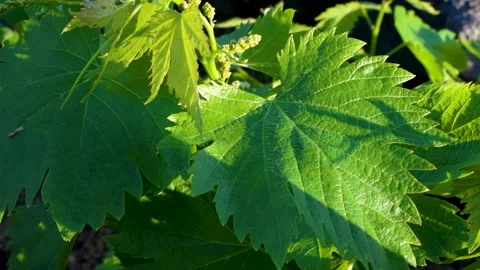 Spring Vineyard Backlight with Soft Warm Tones Stock Footage 344954241