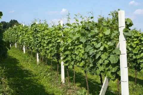 Spring vineyard in Croatia Stock Photos