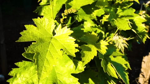 Spring Vineyard Foliage in Warm Evening Light Stock Footage 344954193