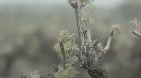 Spring vineyard Stock Footage 42758374