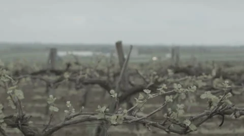 Spring vineyard Stock Footage 42758378