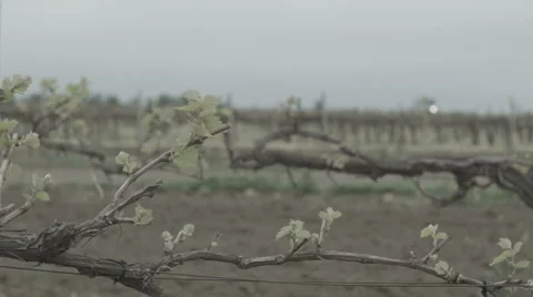 Spring vineyard Stock Footage 42758449