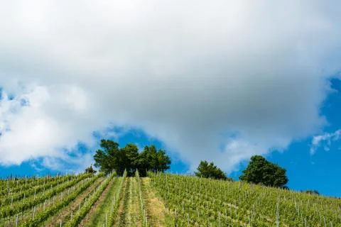 Spring Vineyard with great blue sky Stock Photos