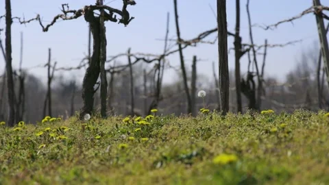 Spring Vineyard with its Flora and Fauna Stock Footage 153942614