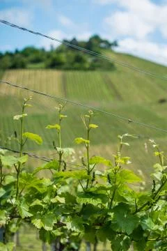 Spring Vineyard Stock Photos