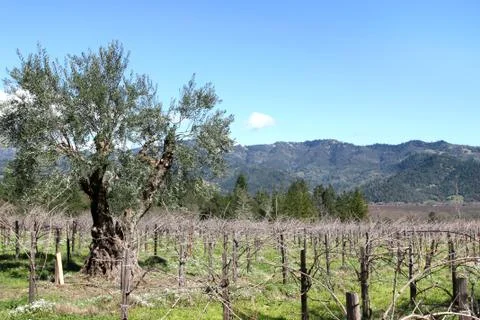 Spring Vineyard Stock Photos