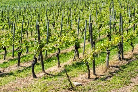 Spring Vineyard Rows Stock Photos