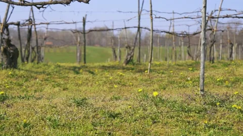 Spring Vineyard Scenery Stock Footage 153943261
