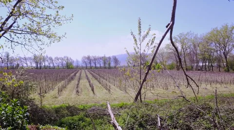 Spring Vineyard with small green wine plants Stock Footage 61866827