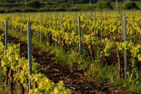 Spring vineyard before sunset, panoramic view, horizontal orientation Stock Photos