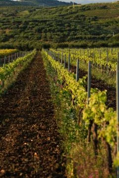 Spring vineyard before sunset, vertical orientation, selective focus Stock Photos