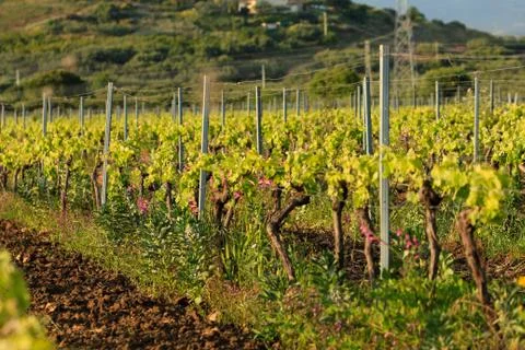 Spring vineyard before sunset, vertical orientation, selective focus Stock Photos