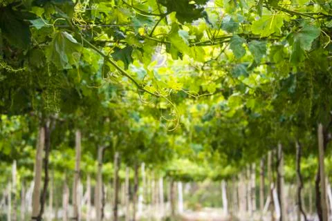 Spring Vineyard when Grapevine flower are transforming into a grape berry. El Stock Photos