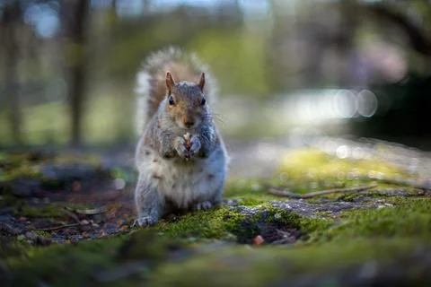 Spring Vintage Squirrel Stock Photos