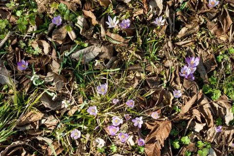 Spring violet crocuses and snowdrops in forest Stock Photos