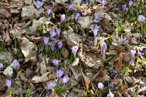 Spring violet crocuses and snowdrops in forest Stock Photos