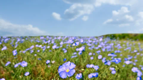 Spring violet flower field time lapse scene Stock Footage 279180634