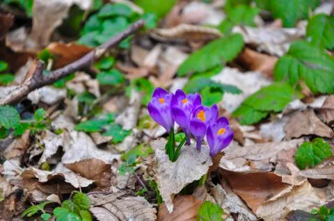 Spring violet flowers Stock Photos