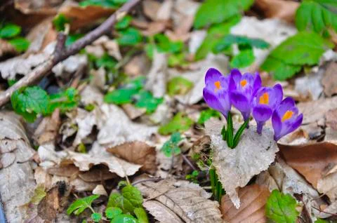 Spring violet flowers Stock Photos