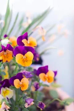 Spring violet flowers Stock Photos