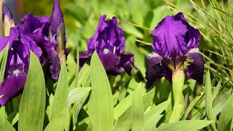 Spring violet inflorescences Iris aphylla in leaves Stock Footage 88937061
